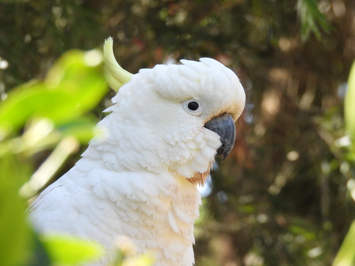 Sulphur-crested Cockatoo - Praveen Bennur