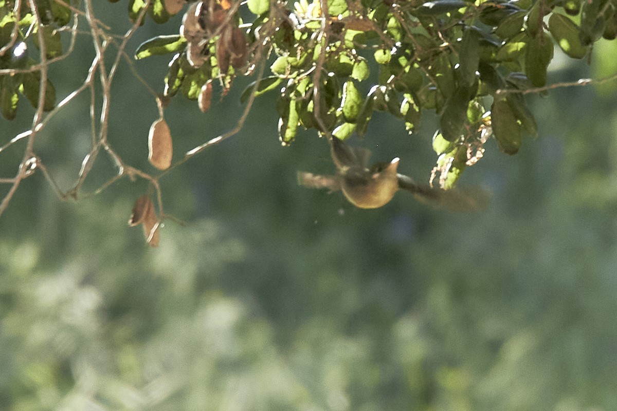 Western Flycatcher - Audrey E.