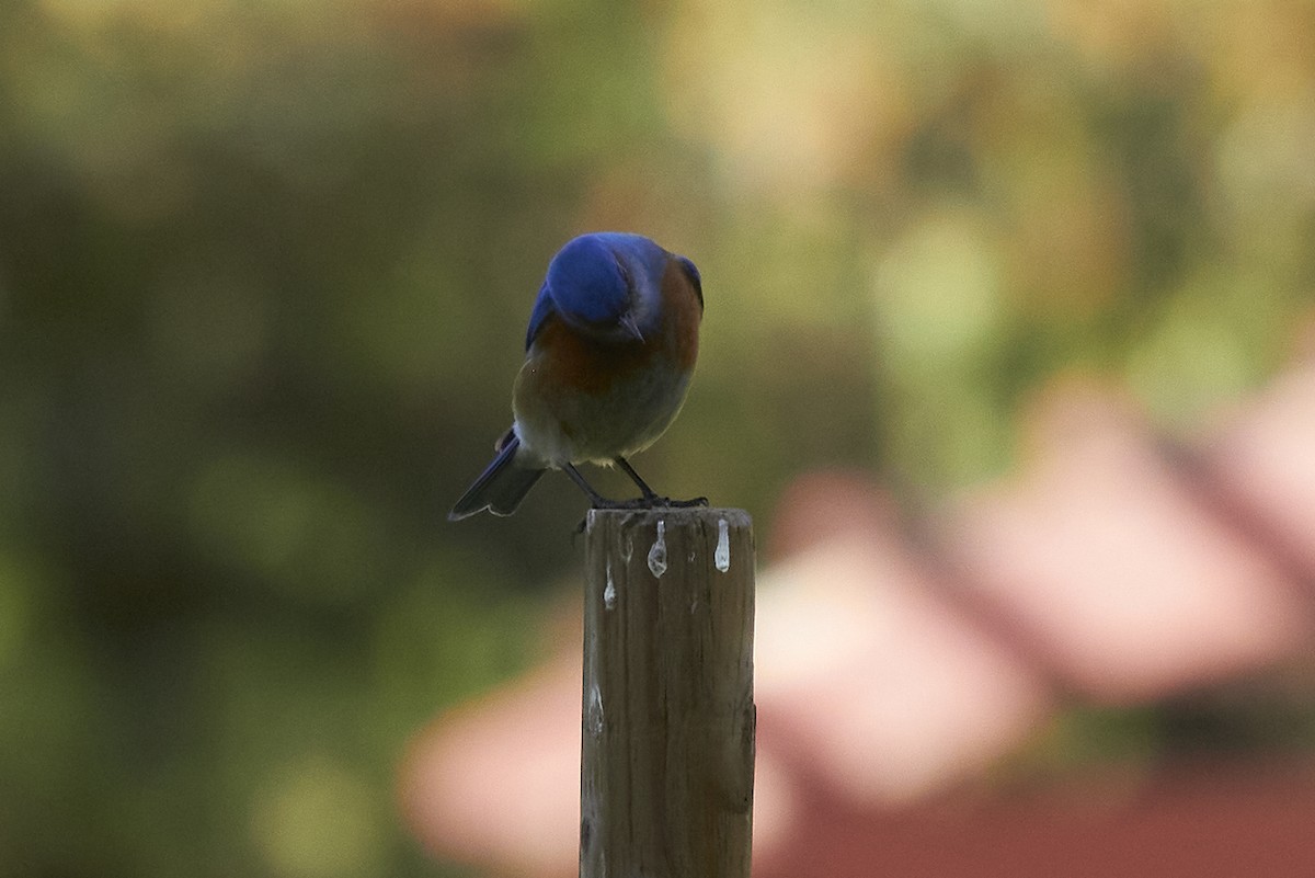 Western Bluebird - ML617254668