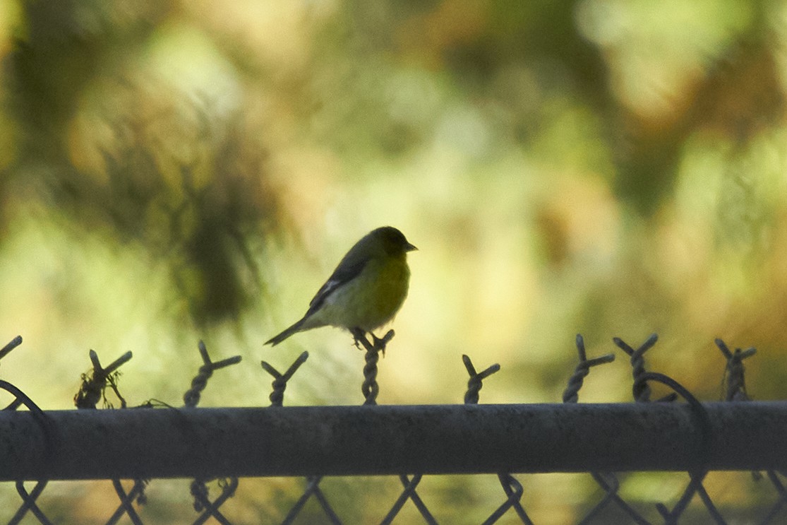 Lesser Goldfinch - ML617254675