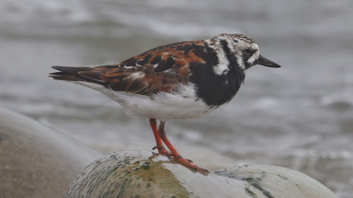 Ruddy Turnstone - Alistair Skinner