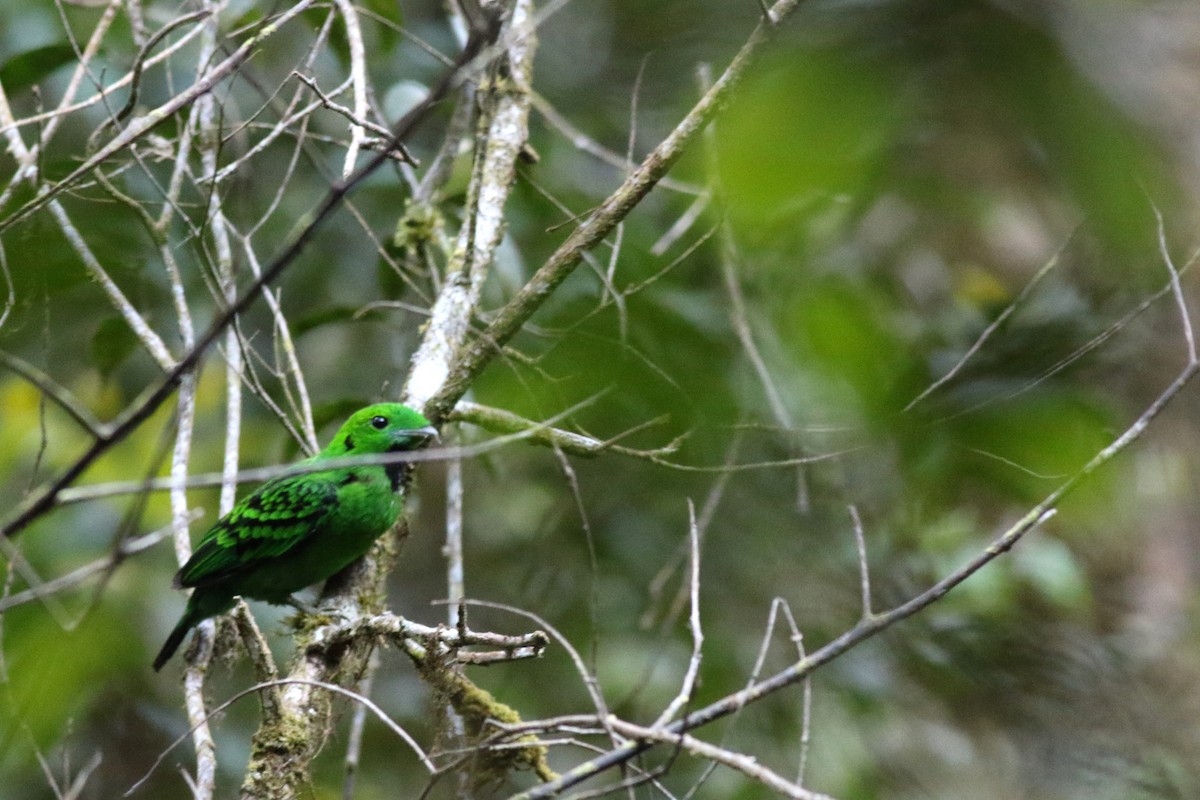 Whitehead's Broadbill - ML617254685