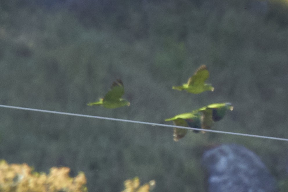 Psitácida (Loro/Amazona) sp. - ML617254691