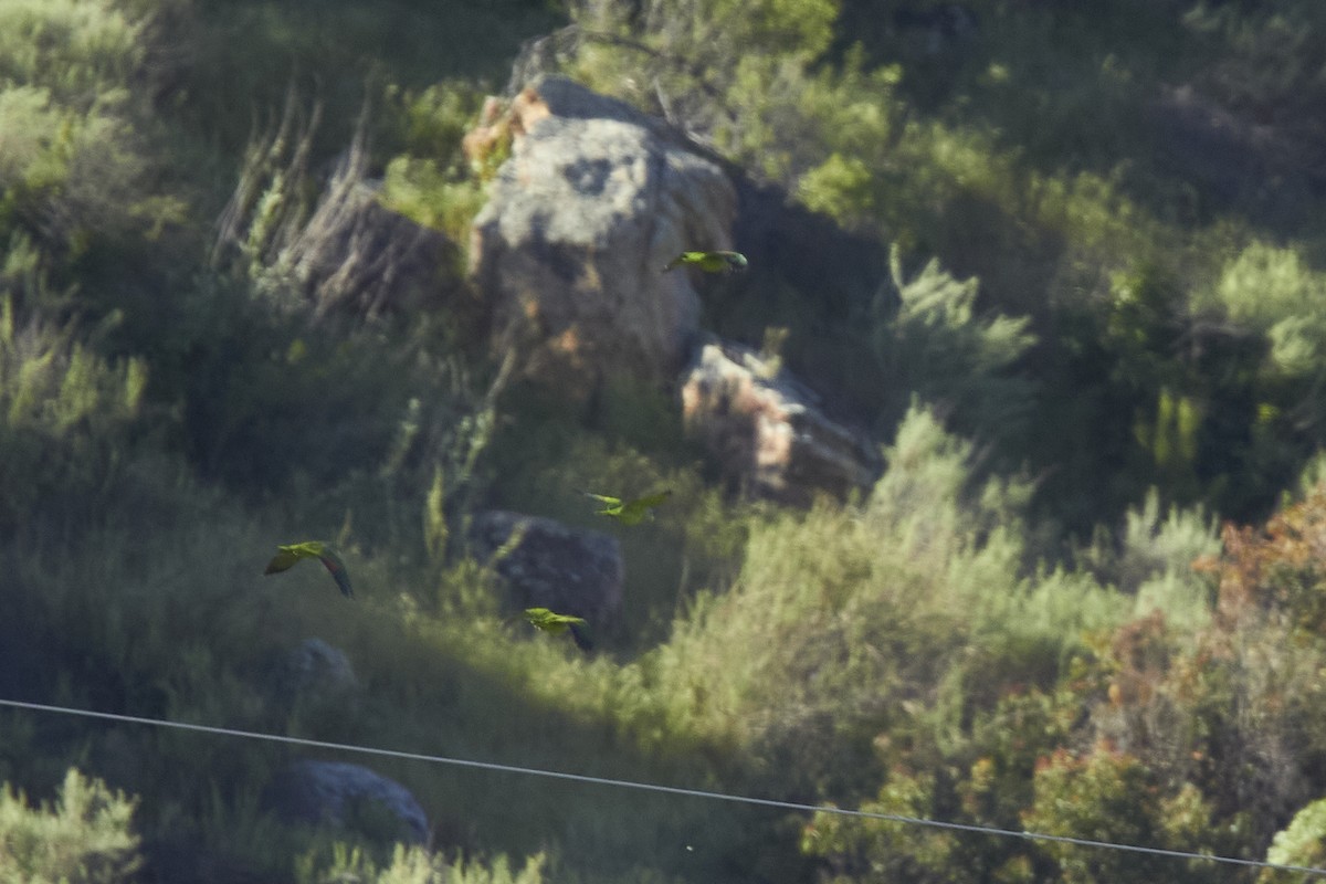 Psitácida (Loro/Amazona) sp. - ML617254693