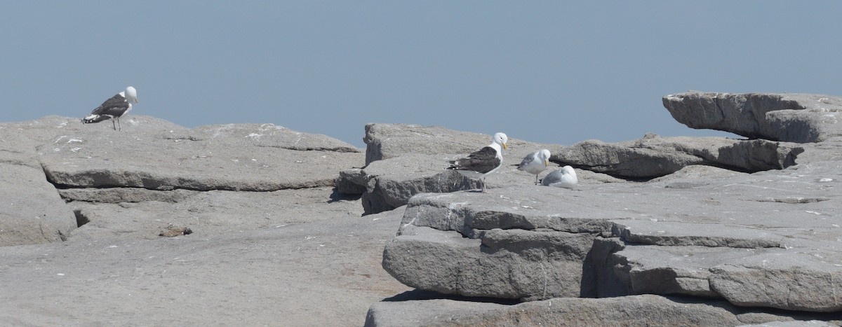 Great Black-backed Gull - ML617254705