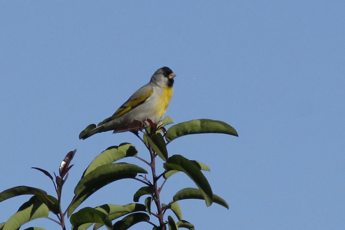 Lawrence's Goldfinch - Audrey E.