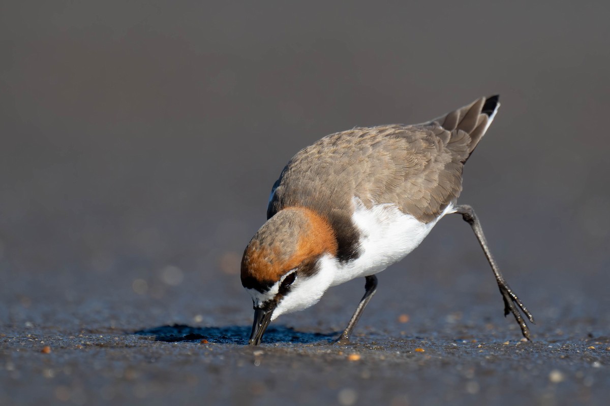 Red-capped Plover - Terence Alexander