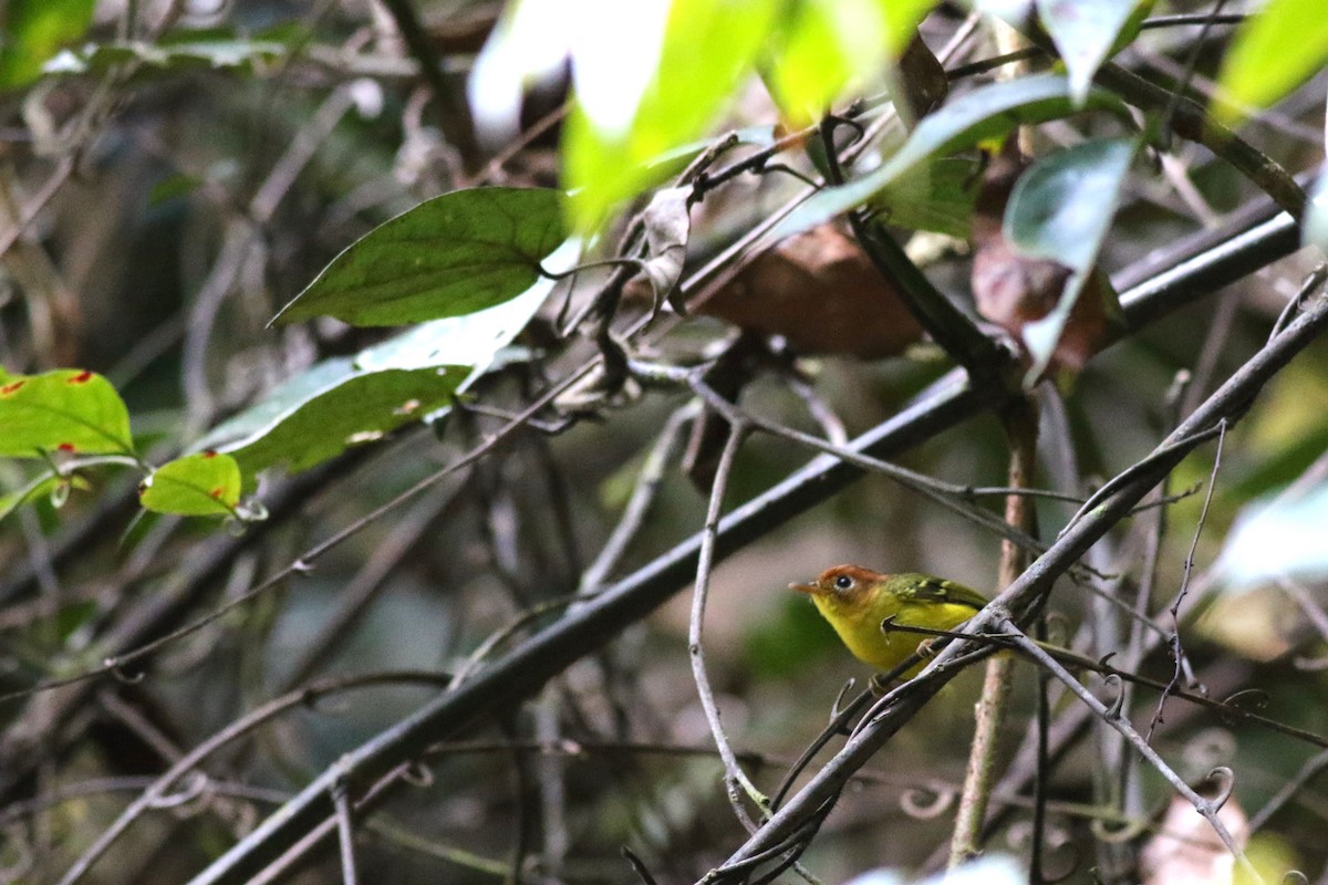 Mosquitero Pechiamarillo - ML617254716