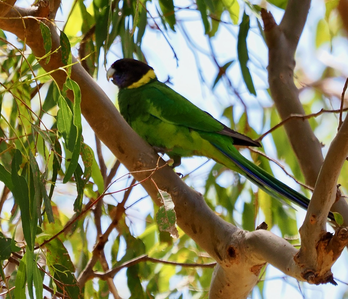 Perico de Port Lincoln (semitorquatus) - ML617254748