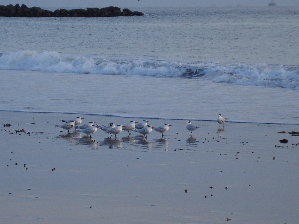 Royal Tern - ML617254820