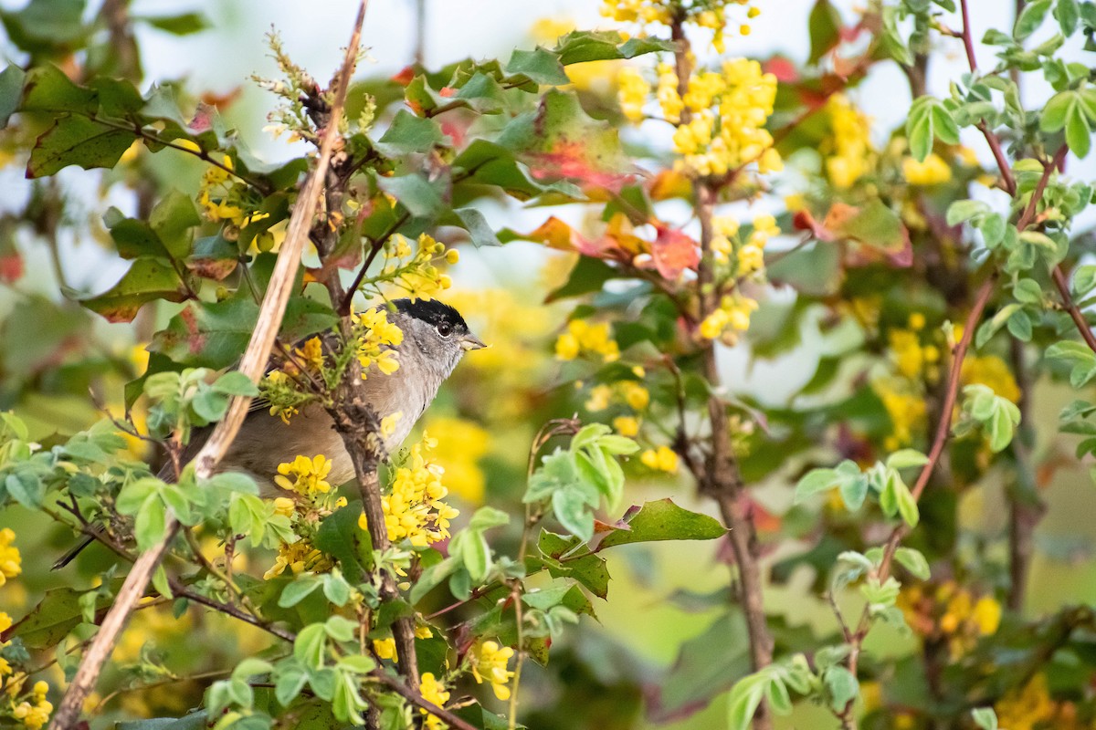 Golden-crowned Sparrow - ML617254854