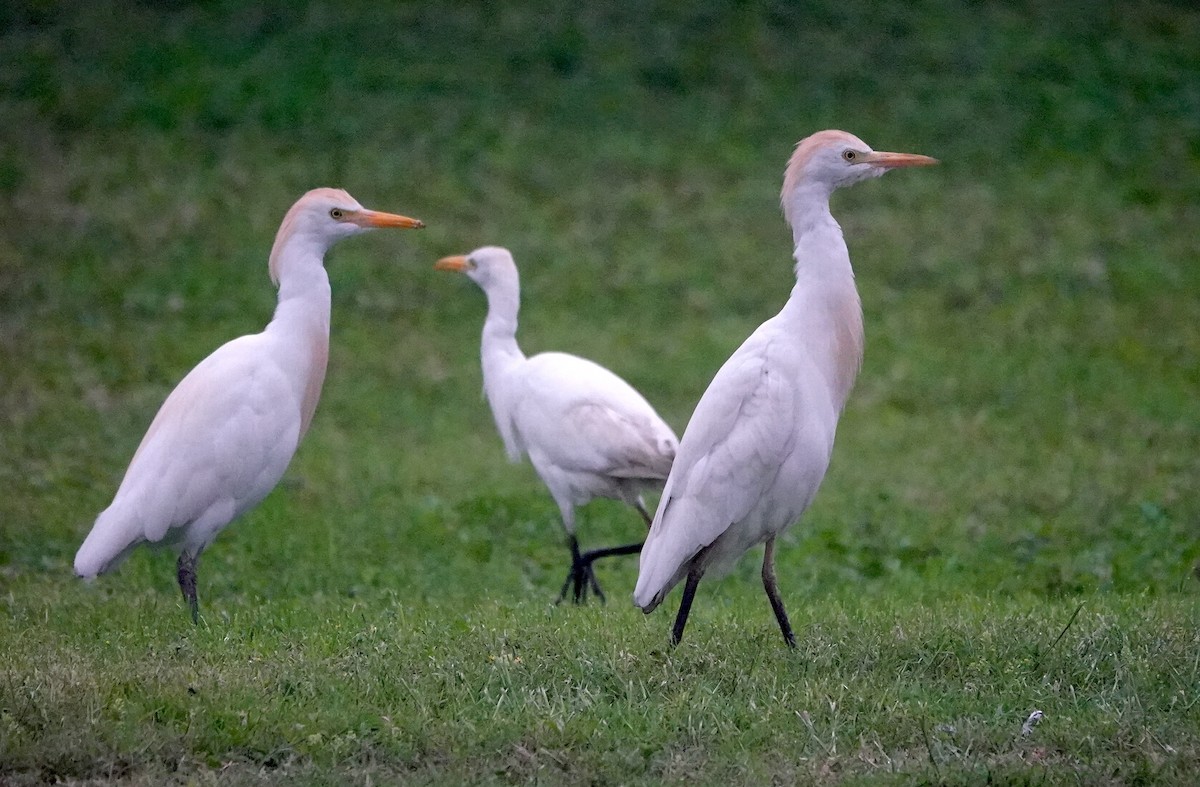 Египетская цапля (ibis) - ML617254884