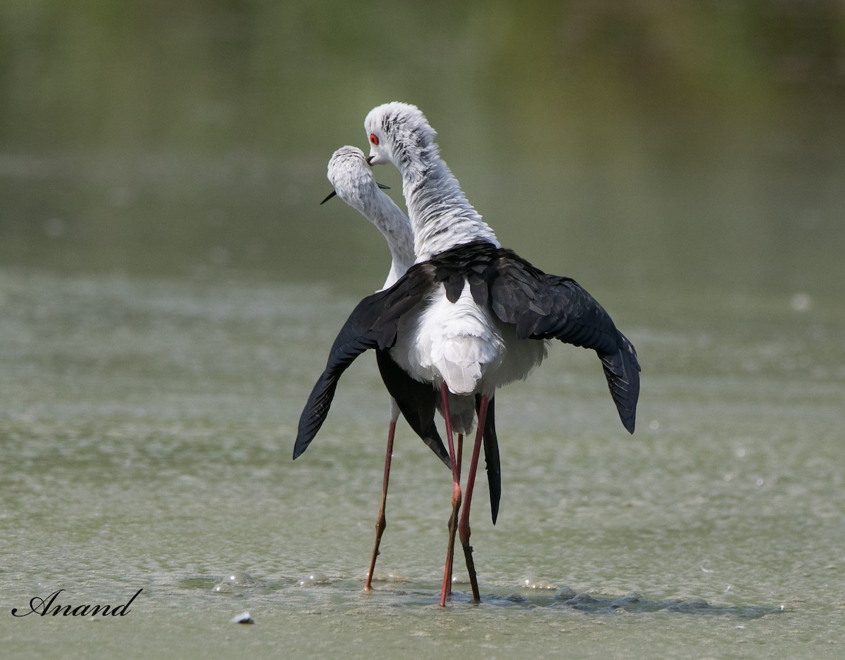 Black-winged Stilt - ML617254956