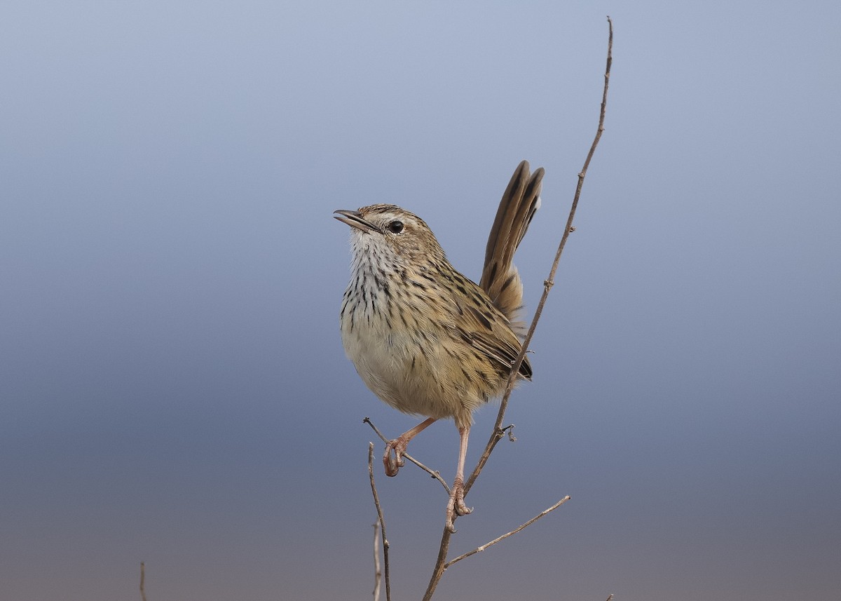 Striated Fieldwren - Martin Allen