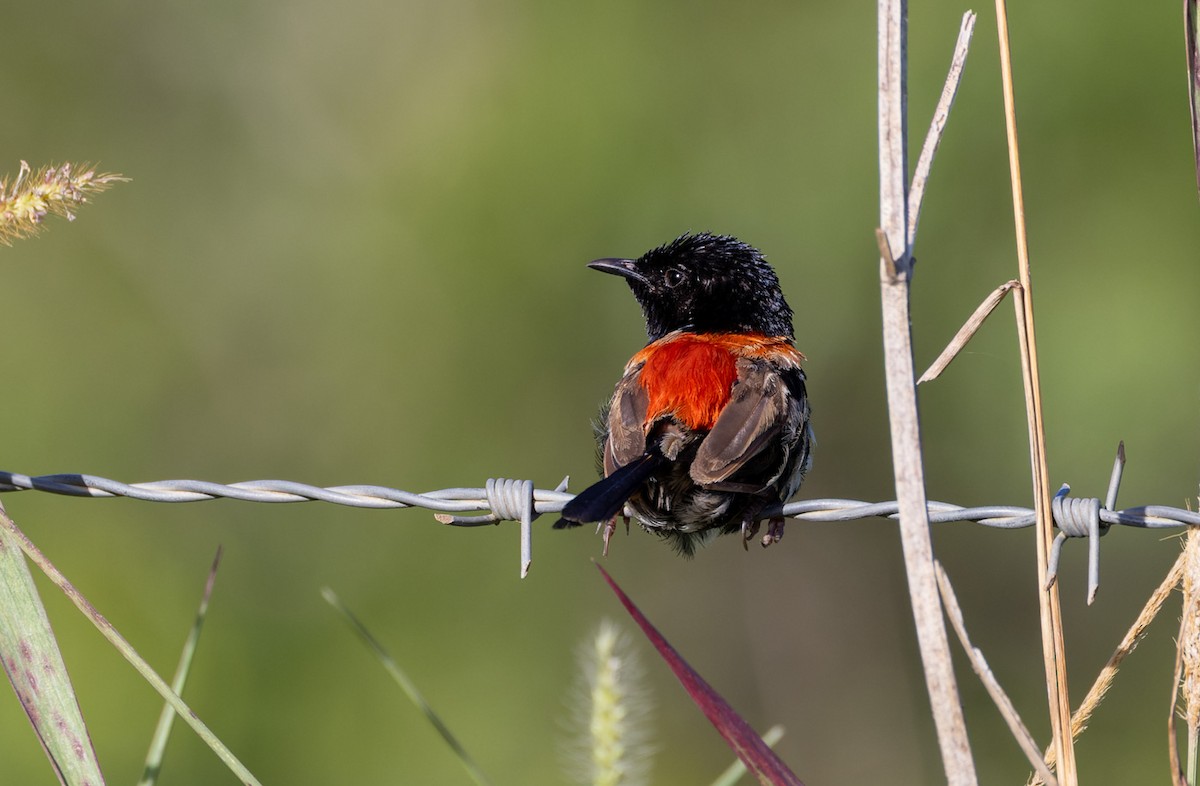 Red-backed Fairywren - ML617254970