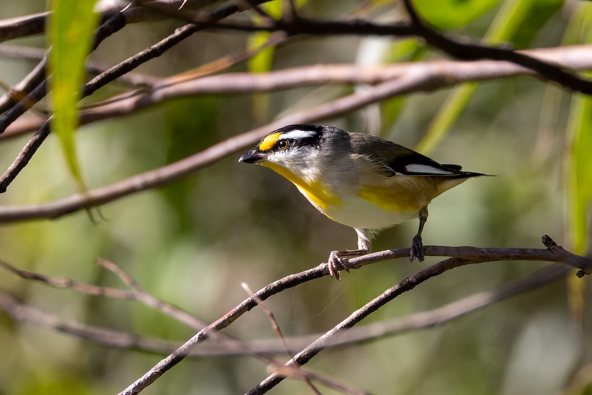 Striated Pardalote - ML617254984