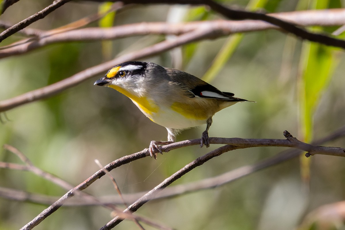 Striated Pardalote - ML617254989