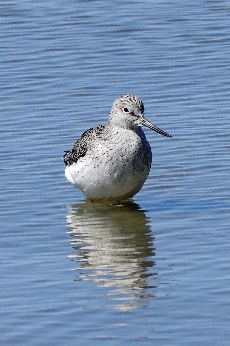 Common Greenshank - ML617254996