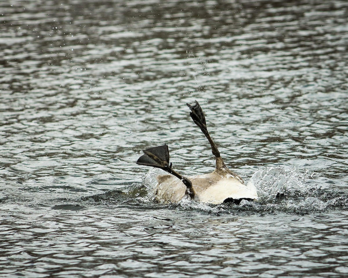 Canada Goose - ML617255024