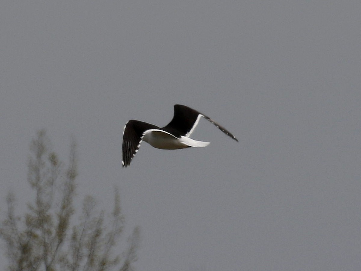 Lesser Black-backed Gull (fuscus) - Carlos Gutierrez-Expósito