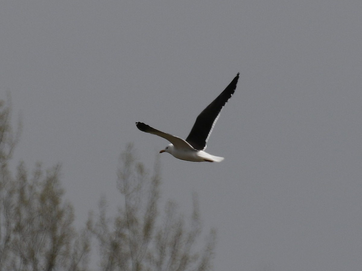 Lesser Black-backed Gull (fuscus) - Carlos Gutierrez-Expósito