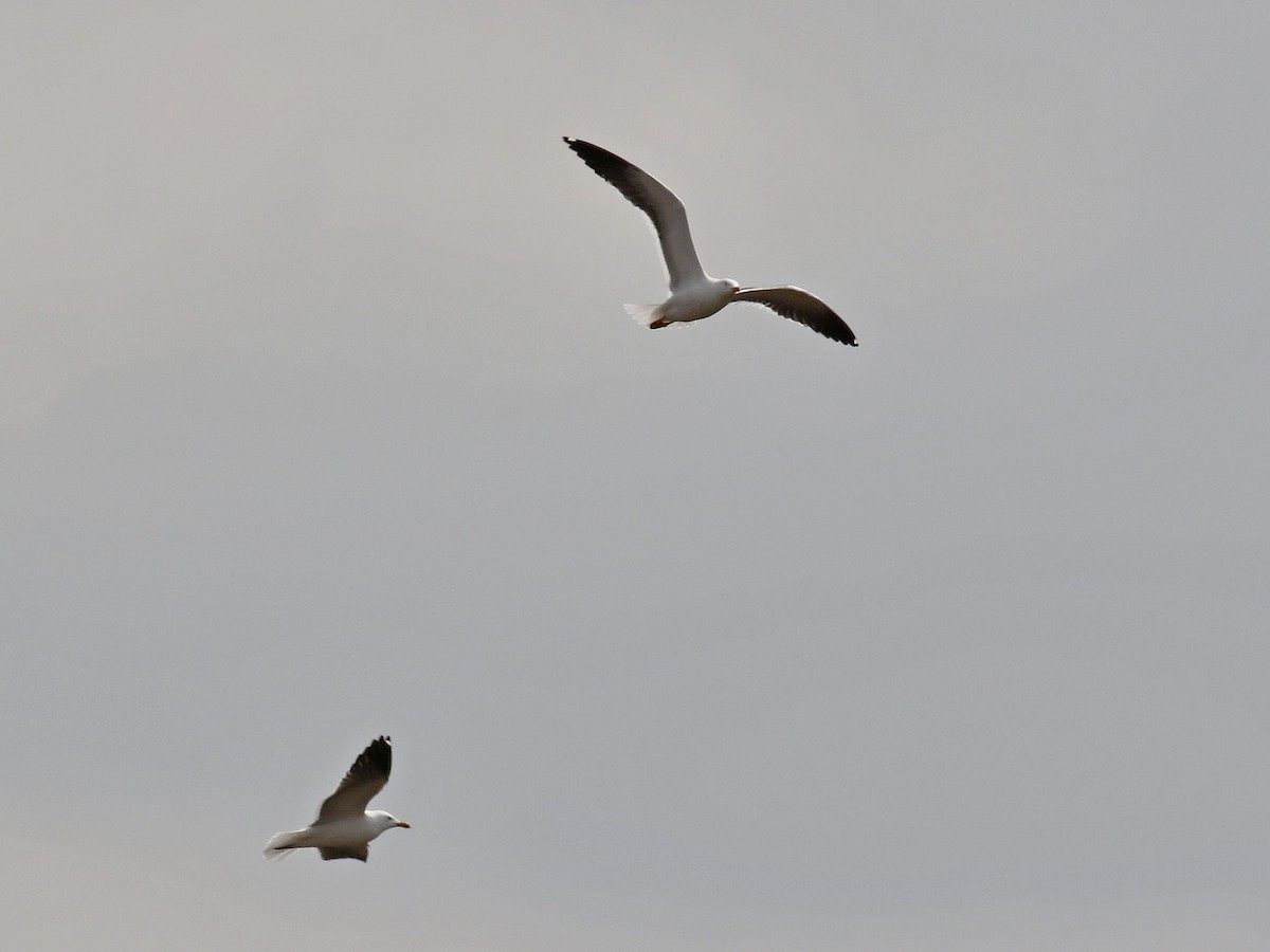 Lesser Black-backed Gull (fuscus) - Carlos Gutierrez-Expósito