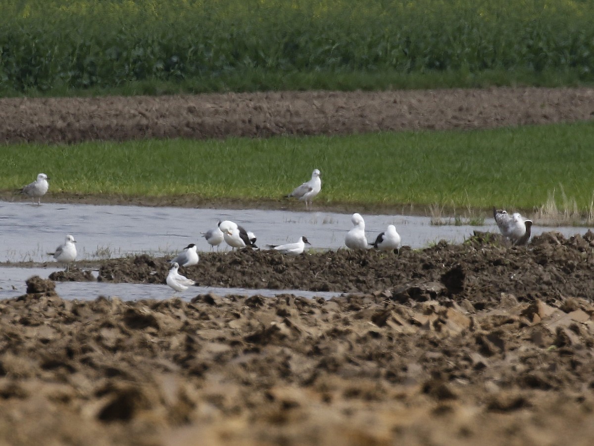 Gaviota Sombría (fuscus) - ML617255094