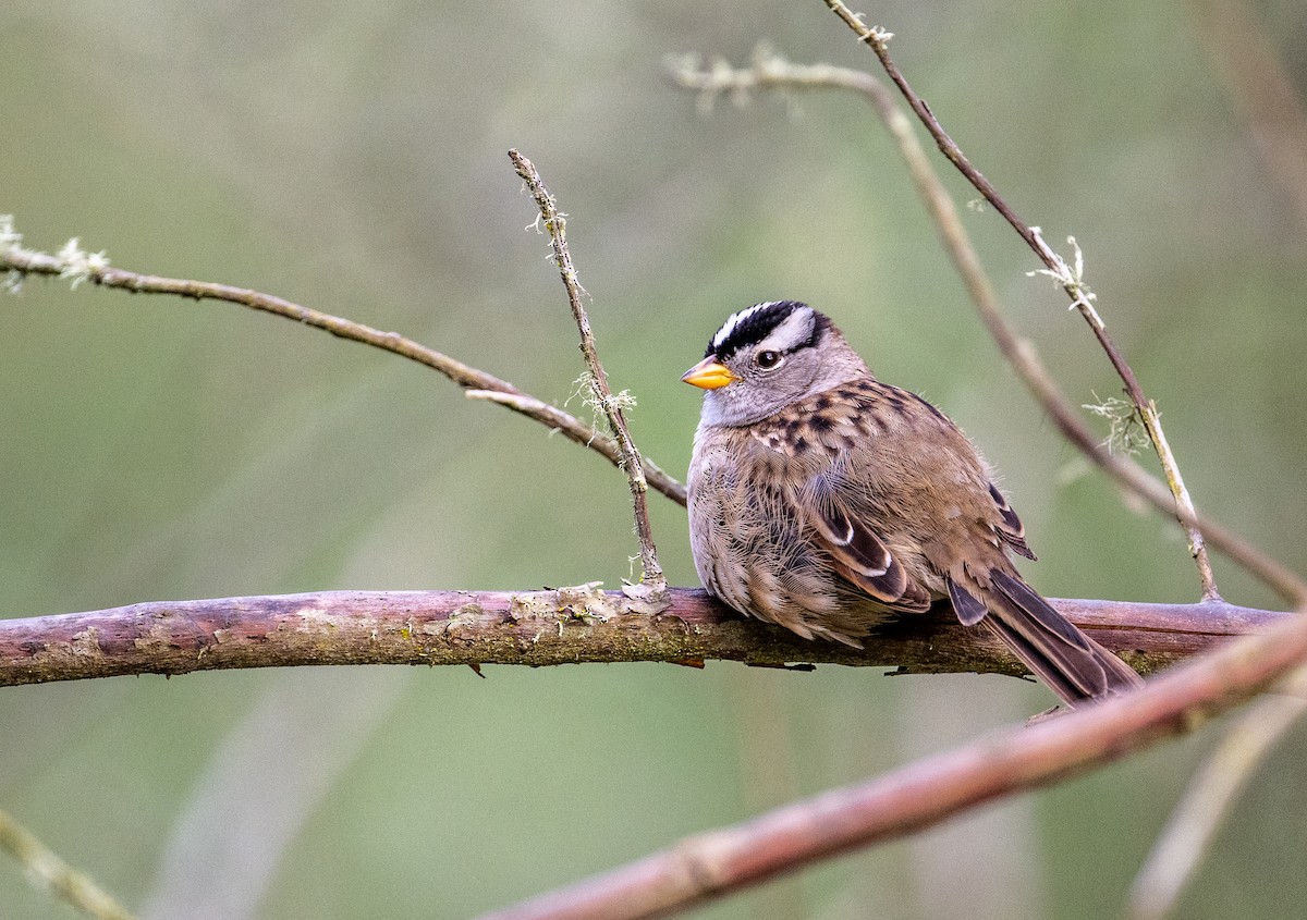 White-crowned Sparrow - francesca pastine