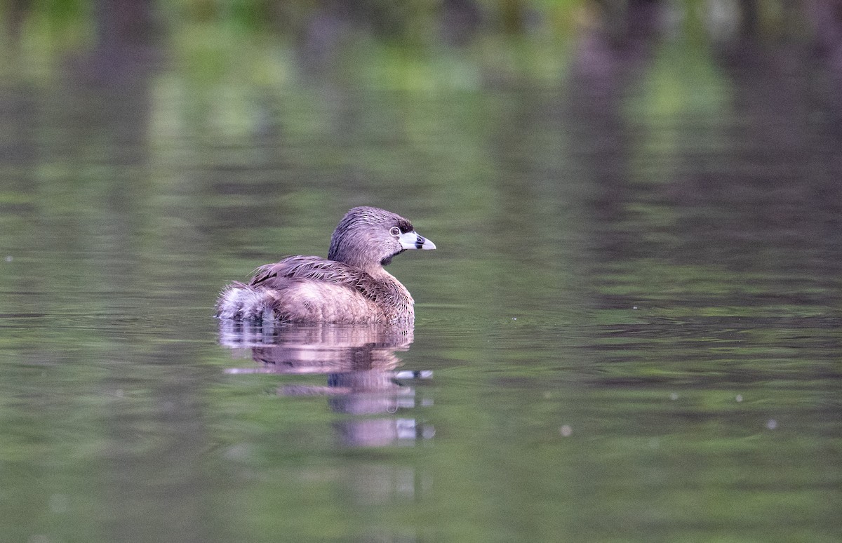 Pied-billed Grebe - ML617255123