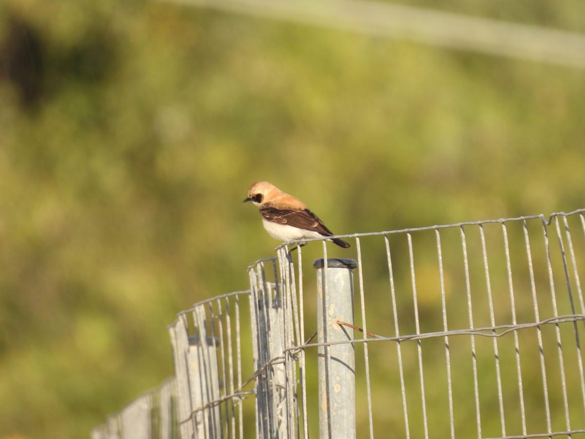 Eastern Black-eared Wheatear - ML617255134