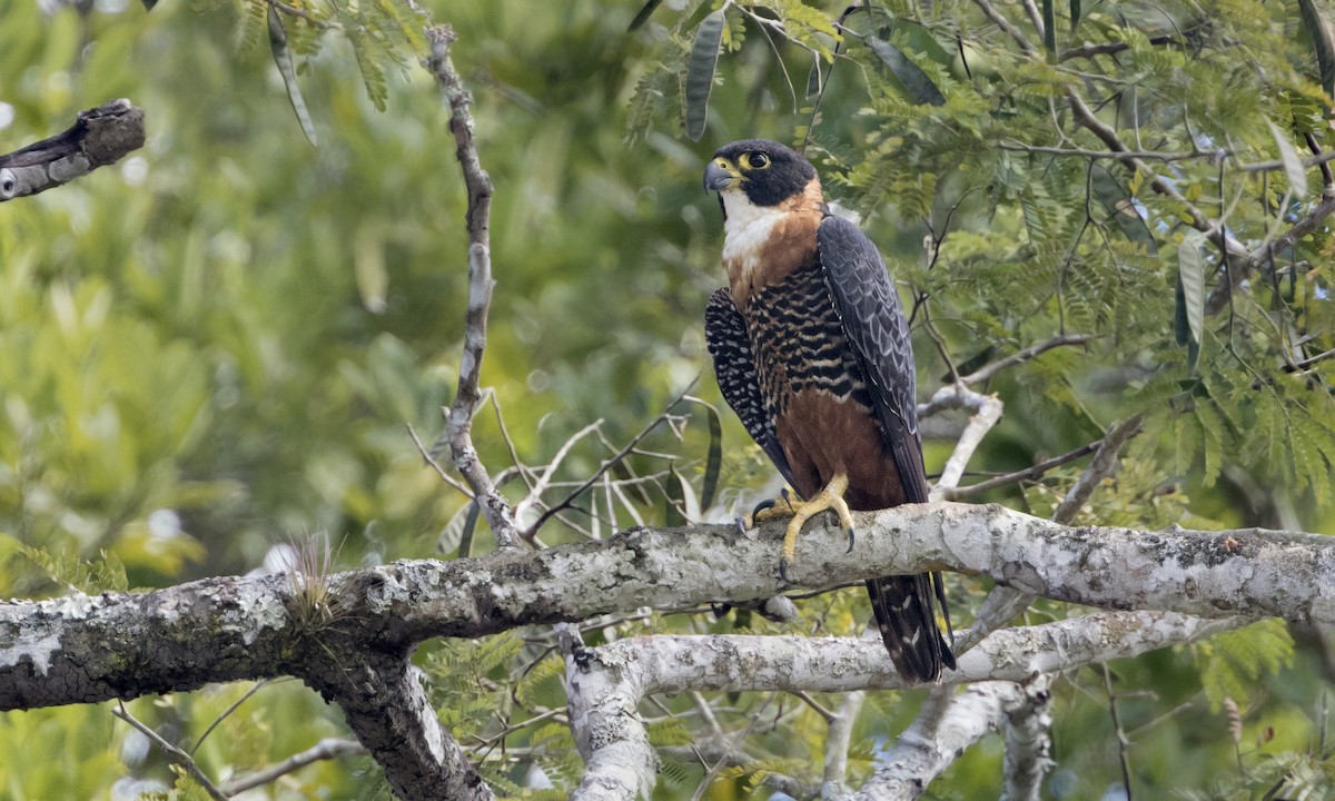 Orange-breasted Falcon - Zak Pohlen