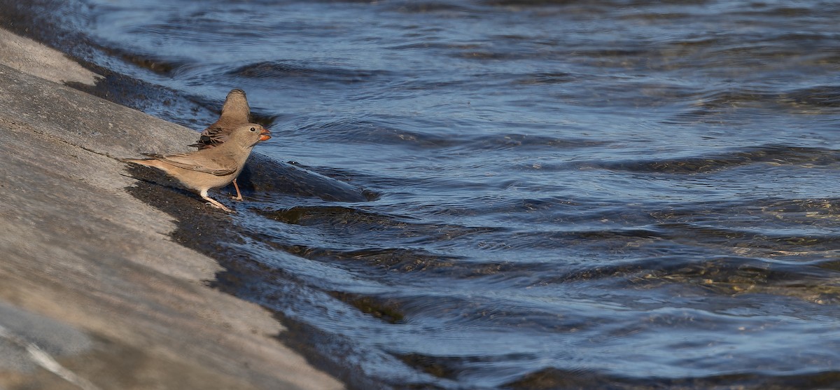 Trumpeter Finch - ML617255173