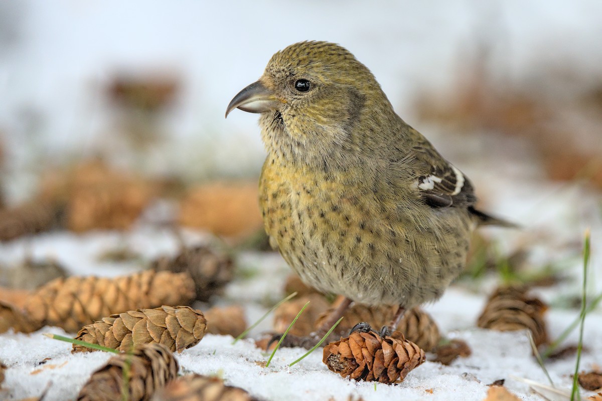 White-winged Crossbill - ML617255203