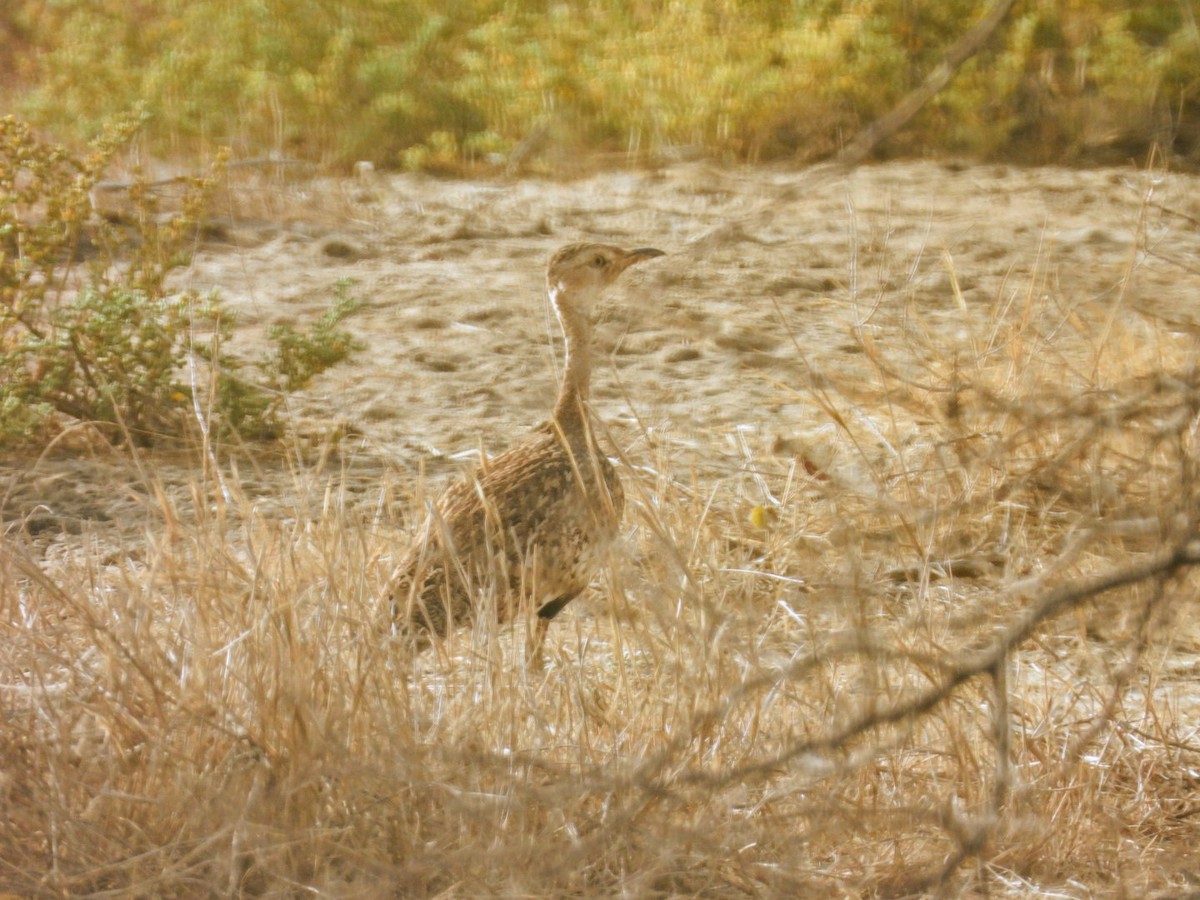 Savile's Bustard - ML617255250