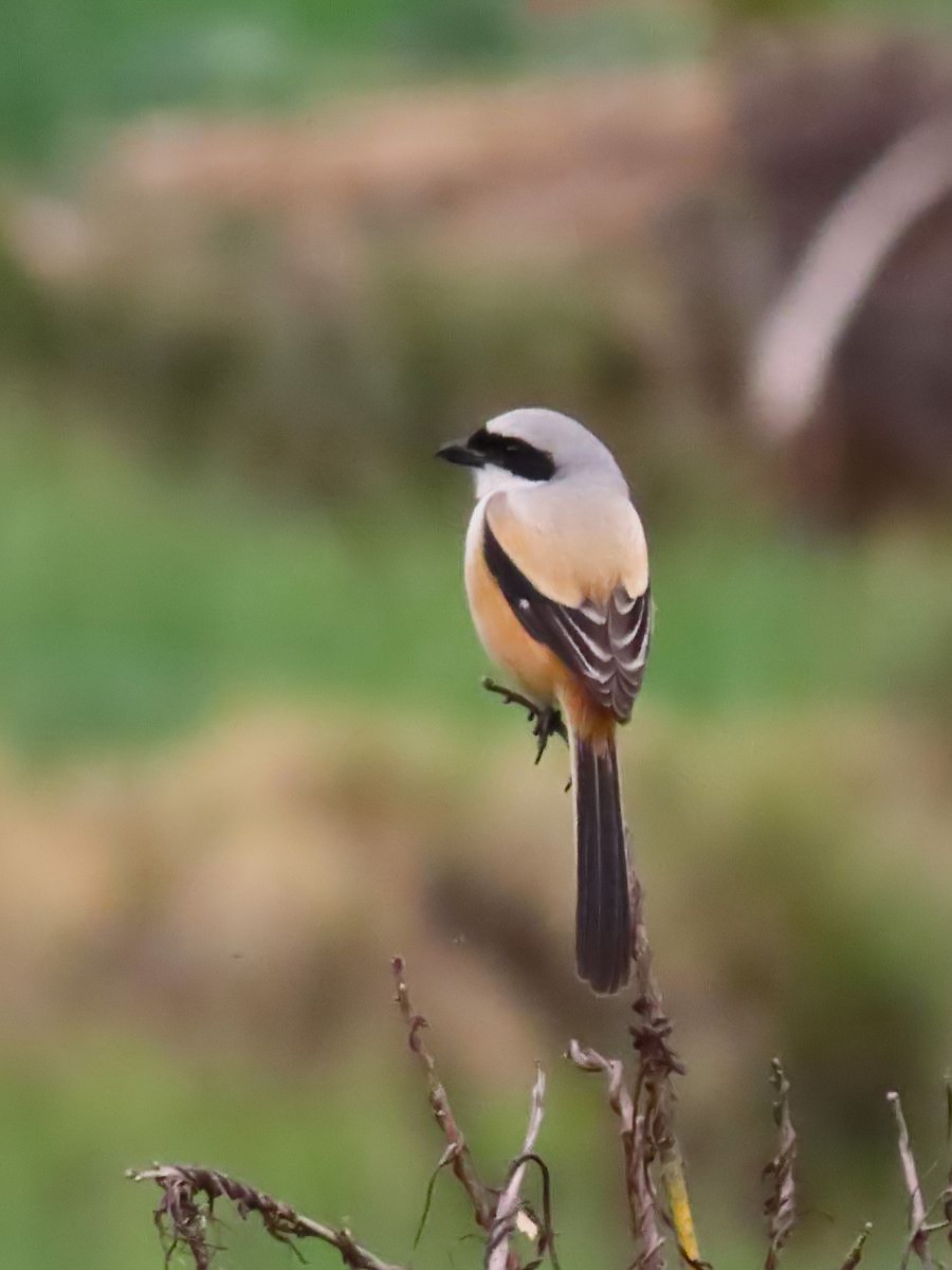 Long-tailed Shrike - ML617255255