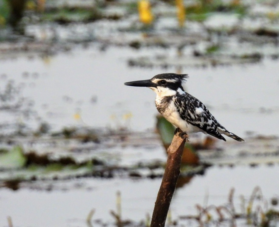 Pied Kingfisher - ML617255257