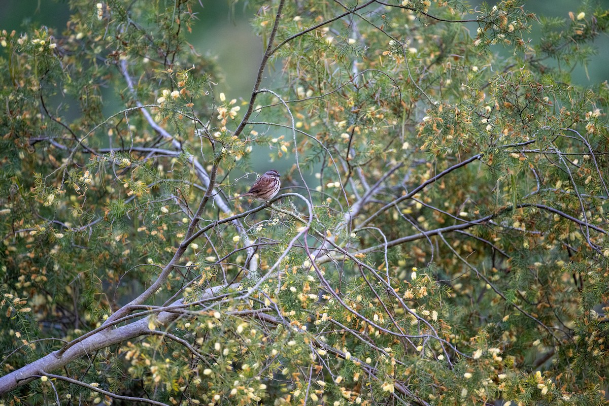 Song Sparrow - ML617255264