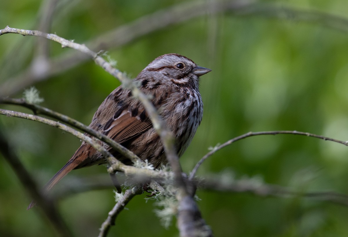 Song Sparrow - ML617255271