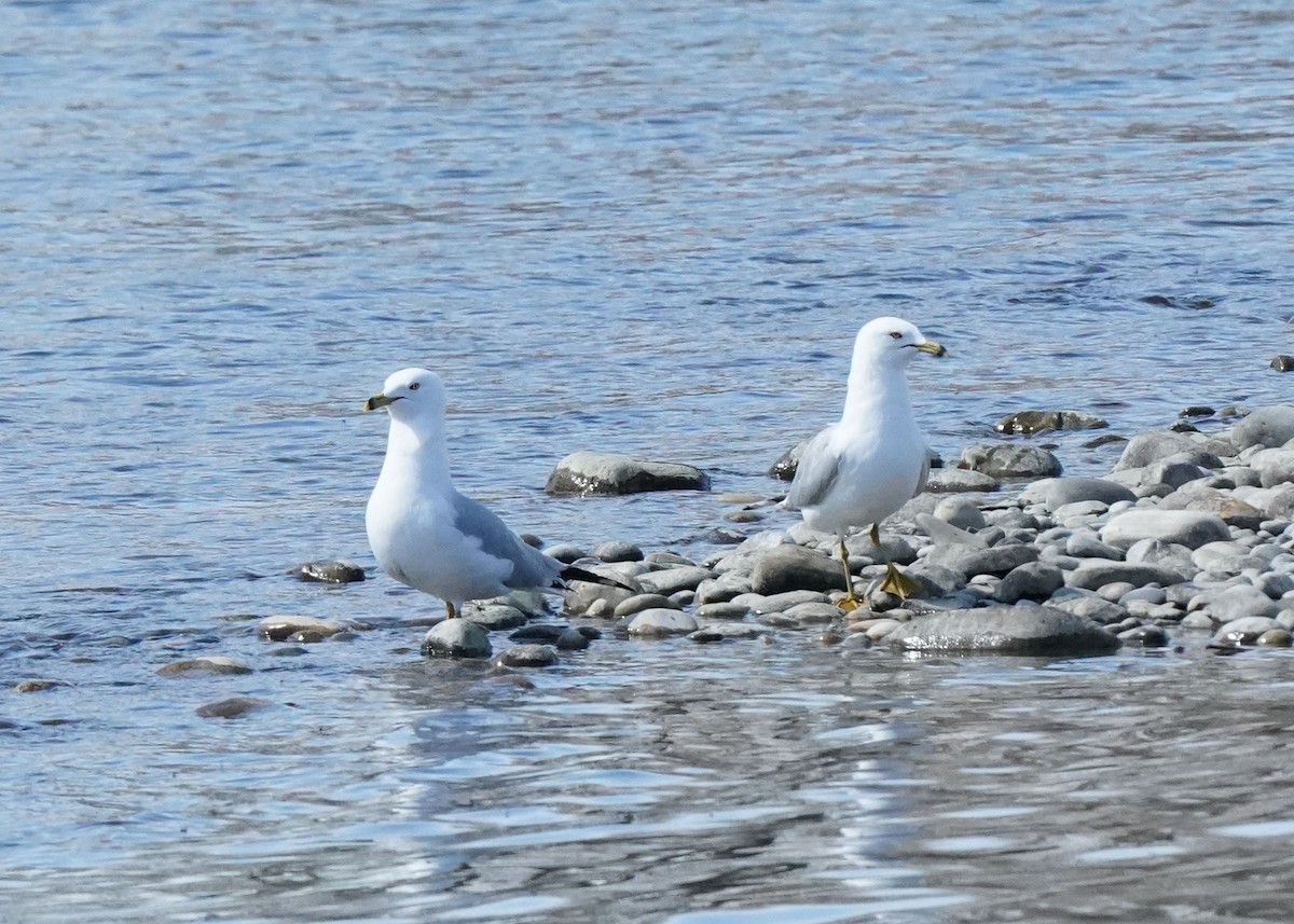 Ring-billed Gull - Pam Hardy