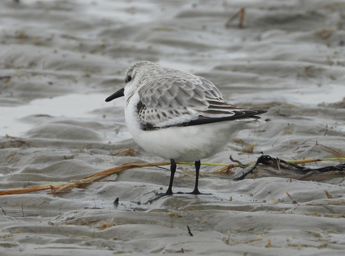 Bécasseau sanderling - ML617255367