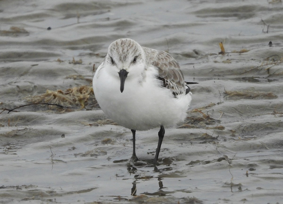 Bécasseau sanderling - ML617255368