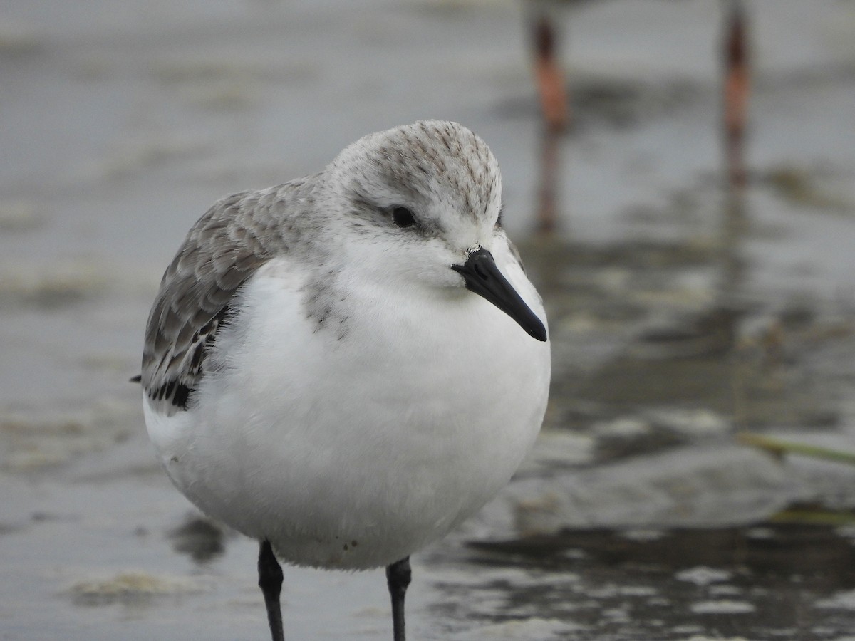 Bécasseau sanderling - ML617255372