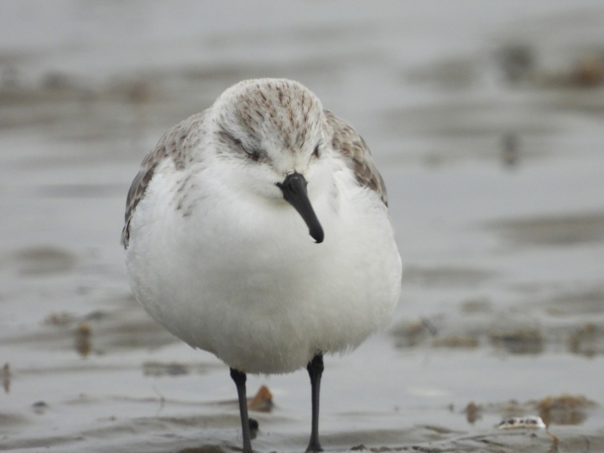 Bécasseau sanderling - ML617255376