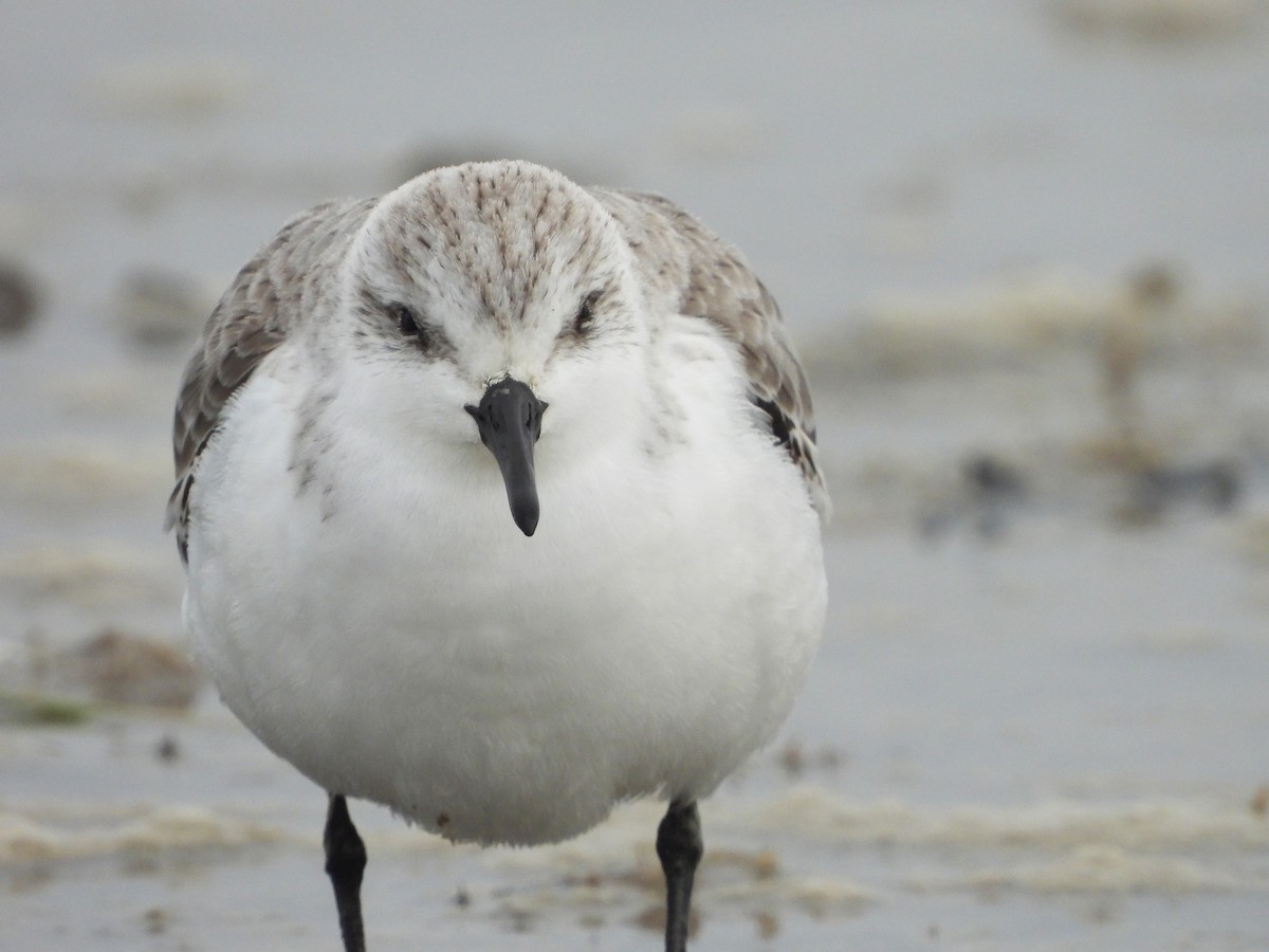 Bécasseau sanderling - ML617255377