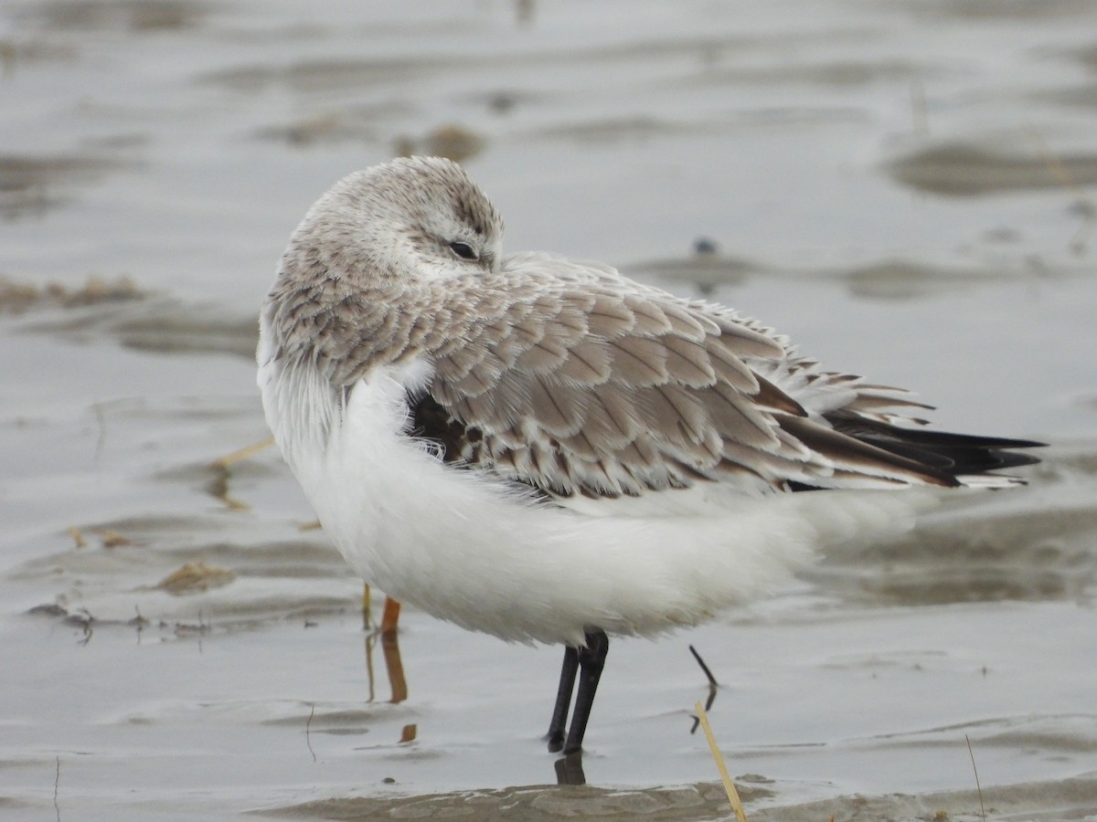 Bécasseau sanderling - ML617255379