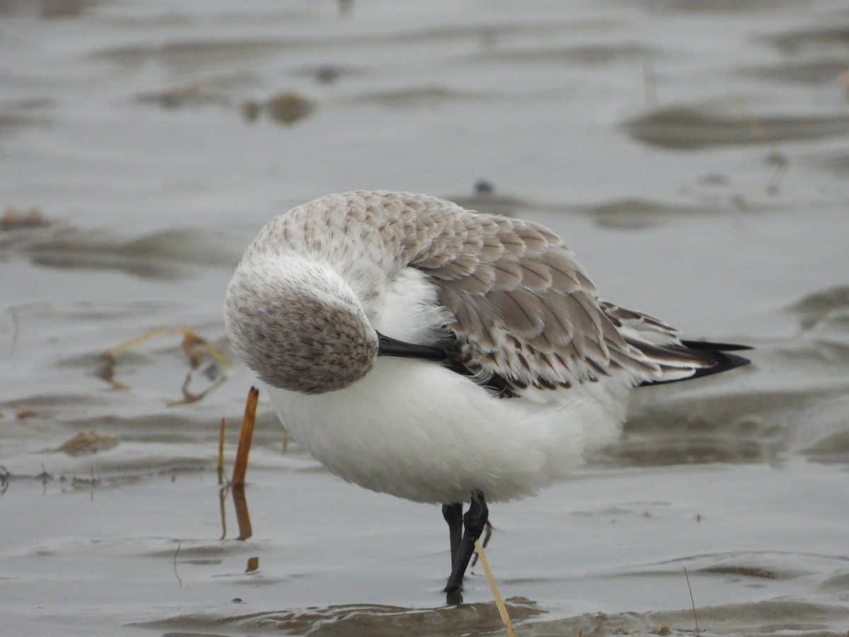 Bécasseau sanderling - ML617255380