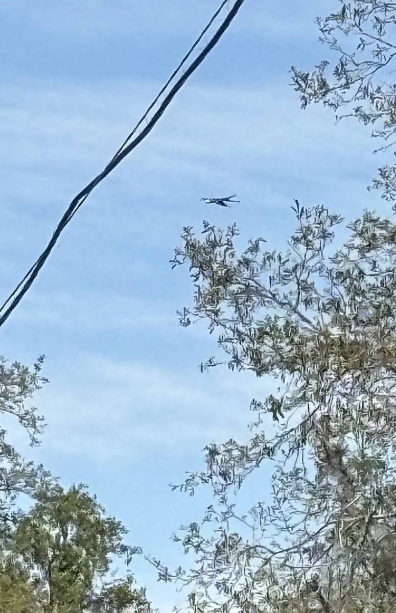 Swallow-tailed Kite - Marian Jordan