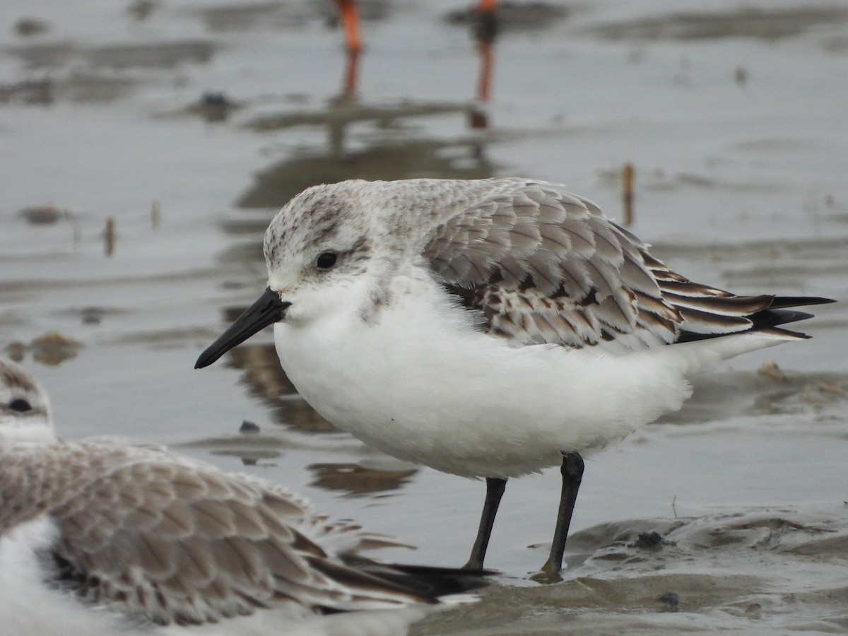 Bécasseau sanderling - ML617255384