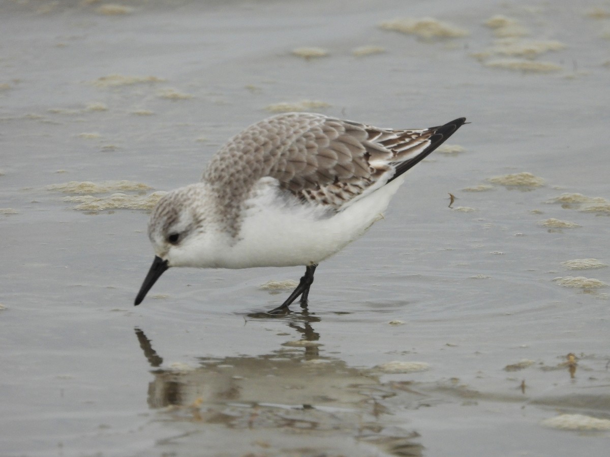 Bécasseau sanderling - ML617255386