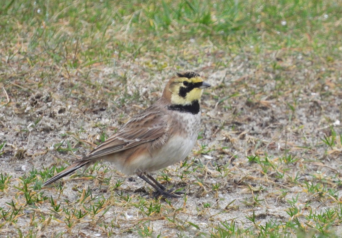 Horned Lark - ML617255419